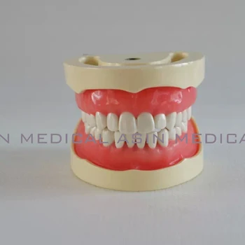 Standartinis lapuočių modelis, vaikų dantų modelio 24pcs dantų Minkšta Guma mokymo modelį stomatologas studentų mokymosi